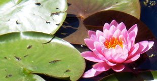 yoga lotus flower